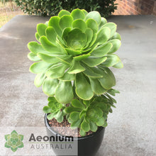 Load image into Gallery viewer, Aeonium undulatum