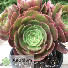 Load image into Gallery viewer, Aeonium 'Madeira Rose'