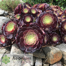 Load image into Gallery viewer, Aeonium 'Velour'