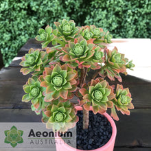 Load image into Gallery viewer, Aeonium spathulatum hybrid