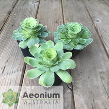 Load image into Gallery viewer, Aeonium aureum