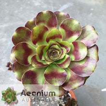 Load image into Gallery viewer, Aeonium 'Voodoo'