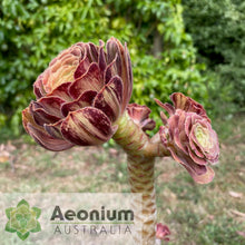 Load image into Gallery viewer, Aeonium arboreum 'Madara'