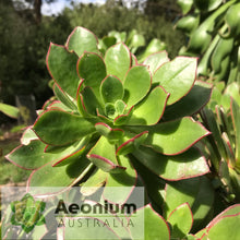 Load image into Gallery viewer, Aeonium decorum var. guarimiarense