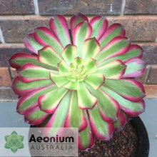 Load image into Gallery viewer, Aeonium 'Mardi Gras'
