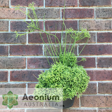 Load image into Gallery viewer, Rhipsalis cereuscula