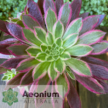 Load image into Gallery viewer, Aeonium 'Firecracker' Variegated