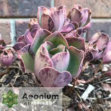 Load image into Gallery viewer, Aeonium 'Marnier Lapostolle’