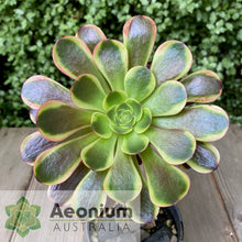 Load image into Gallery viewer, Aeonium 'Superbang'