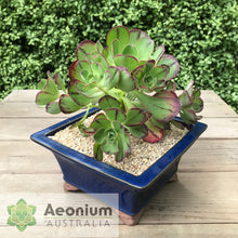 Load image into Gallery viewer, Aeonium 'Marnier Lapostolle’