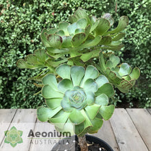 Load image into Gallery viewer, Aeonium arboreum aff. holochrysum (El Hierro)