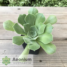 Load image into Gallery viewer, Aeonium canariense var. palmense