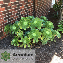 Load image into Gallery viewer, Aeonium undulatum