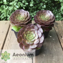 Load image into Gallery viewer, Aeonium 'Madeira Rose'