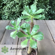 Load image into Gallery viewer, Aeonium smithii