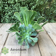 Load image into Gallery viewer, Aeonium canariense var. subplanum