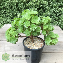 Load image into Gallery viewer, Aeonium x anagense aka 'Pancakes'