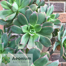 Load image into Gallery viewer, Aeonium percarneum var. guiaense