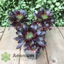 Load image into Gallery viewer, Aeonium 'Du Rozzen'