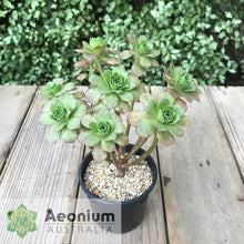 Load image into Gallery viewer, Aeonium 'Scarlet Rose'