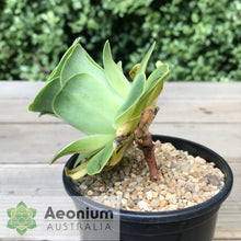 Load image into Gallery viewer, Aeonium aureum