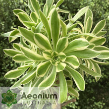 Load image into Gallery viewer, Aeonium 'Albovariegatum'