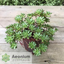 Load image into Gallery viewer, Aeonium sedifolium