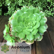 Load image into Gallery viewer, Aeonium x beltranii