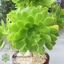 Load image into Gallery viewer, Aeonium arboreum var. arboreum