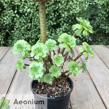 Load image into Gallery viewer, Aeonium 'Dani's Surprise'