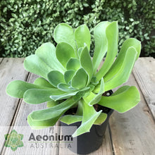 Load image into Gallery viewer, Aeonium canariense var. canariense