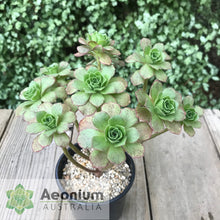 Load image into Gallery viewer, Aeonium 'Scarlet Rose'