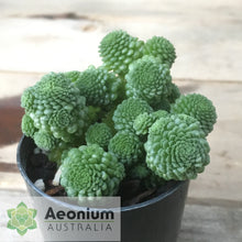 Load image into Gallery viewer, Monanthes polyphylla