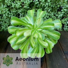 Load image into Gallery viewer, Aeonium 'Albovariegatum' Reverse Variegation