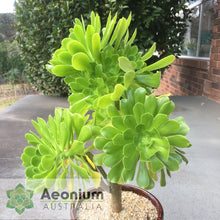Load image into Gallery viewer, Aeonium arboreum var. arboreum