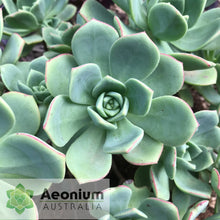 Load image into Gallery viewer, Aeonium haworthii