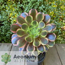Load image into Gallery viewer, Aeonium 'Superbang'