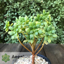 Load image into Gallery viewer, Aeonium lindleyi var. viscatum