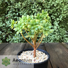 Load image into Gallery viewer, Aeonium lindleyi var. viscatum