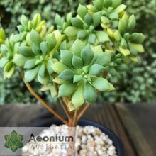 Load image into Gallery viewer, Aeonium lindleyi var. viscatum