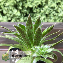 Load image into Gallery viewer, Aeonium simsii
