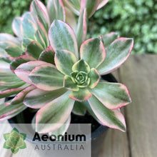 Load image into Gallery viewer, Aeonium 'Green Tea'