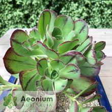 Load image into Gallery viewer, Aeonium 'Marnier Lapostolle’
