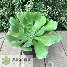 Load image into Gallery viewer, Aeonium canariense var. palmense