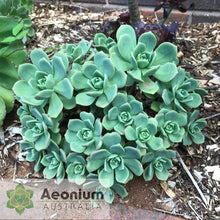 Load image into Gallery viewer, Aeonium haworthii