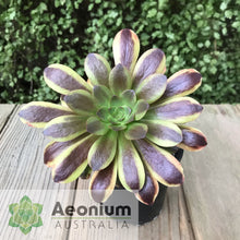 Load image into Gallery viewer, Aeonium 'Superbang'