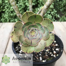 Load image into Gallery viewer, Aeonium arboreum aff. holochrysum (El Hierro)