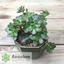 Load image into Gallery viewer, Aeonium saundersii