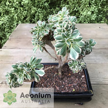 Load image into Gallery viewer, Aeonium 'Sunburst' Crest