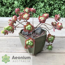 Load image into Gallery viewer, Aeonium saundersii